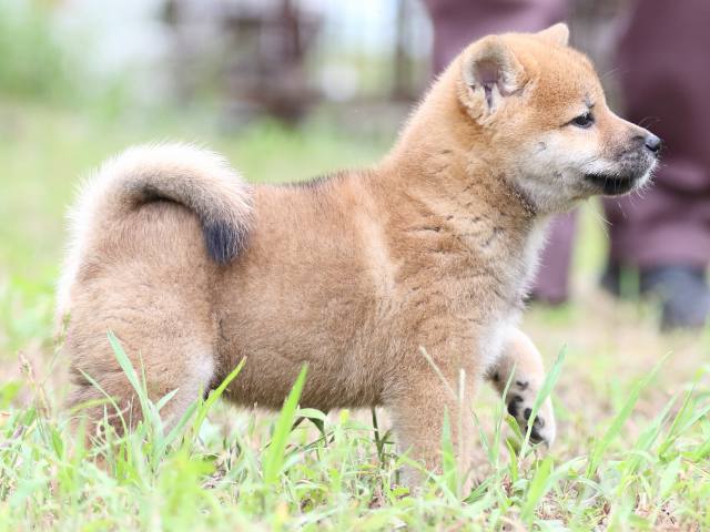 FP5A5751-puupy-shibainu