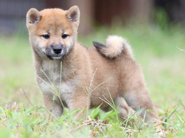 FP5A5772-puupy-shibainu