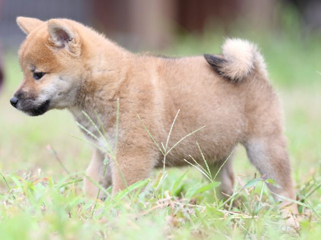 FP5A5776-puupy-shibainu