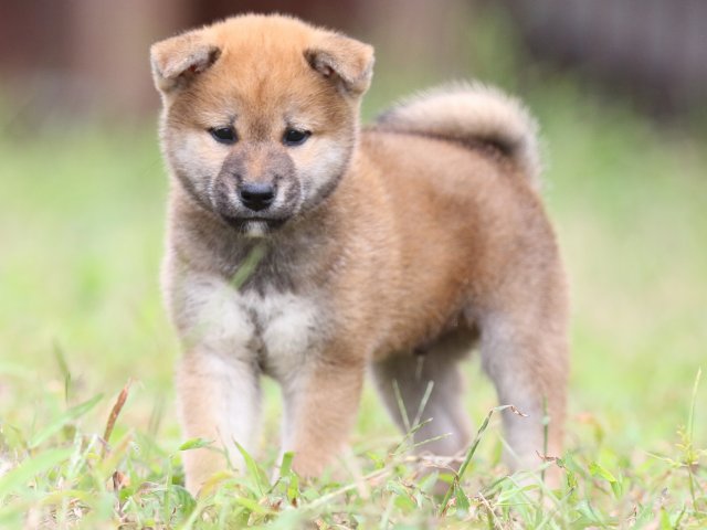 FP5A5805-puupy-shibainu