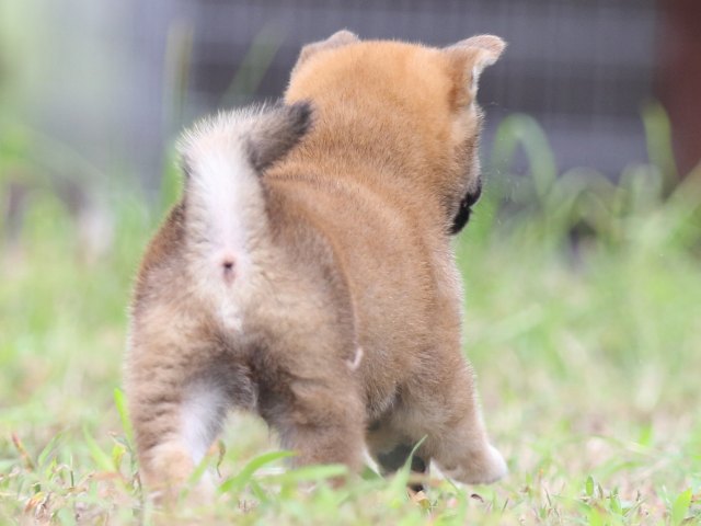 FP5A5825-puupy-shibainu