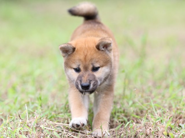 FP5A5841-puupy-shibainu