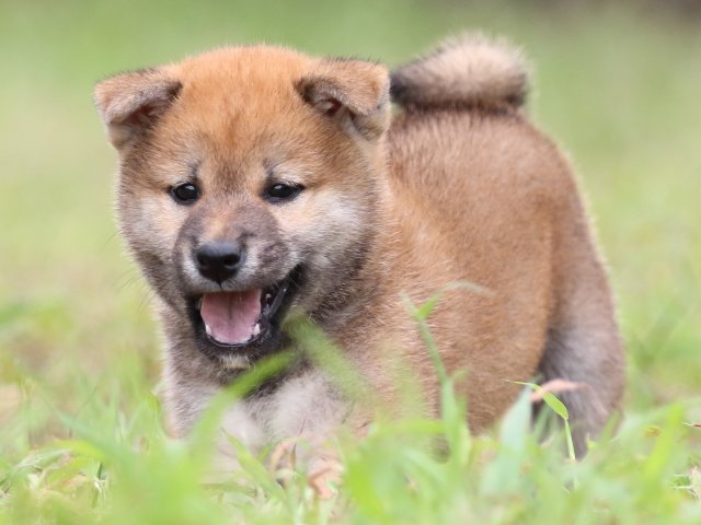 FP5A5867-puupy-shibainu