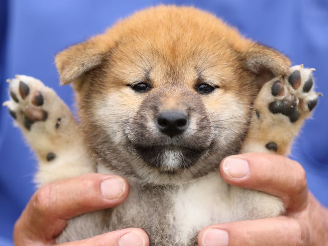 FP5A5873-puupy-shibainu