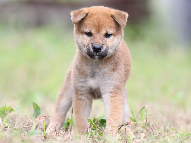 FP5A5881-puupy-shibainu