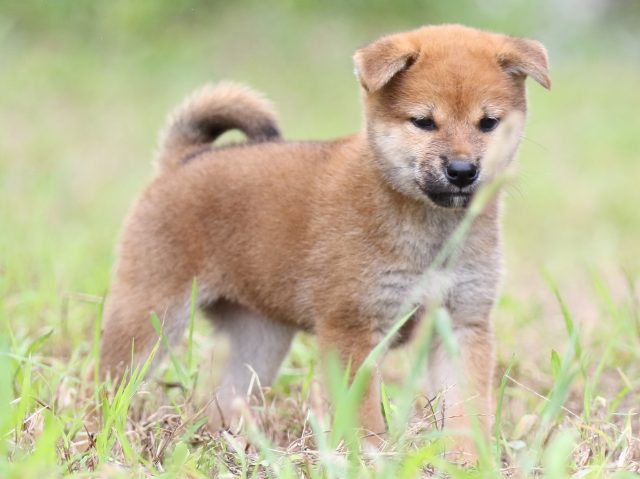 FP5A5891-puupy-shibainu