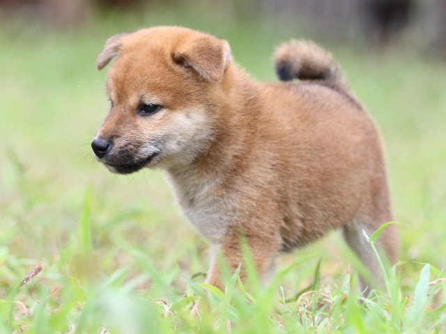 FP5A5897-puupy-shibainu