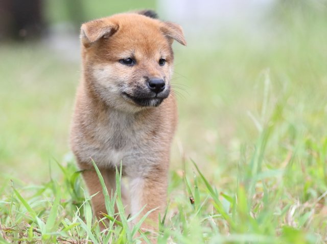 FP5A5906-puupy-shibainu