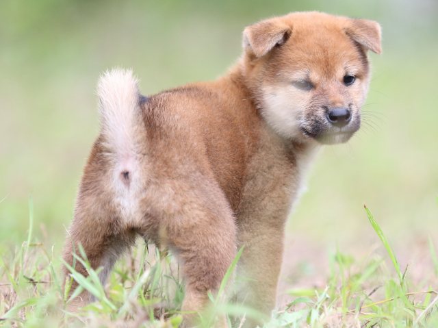 FP5A5942-puupy-shibainu