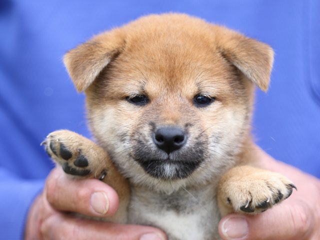 FP5A5947-puupy-shibainu