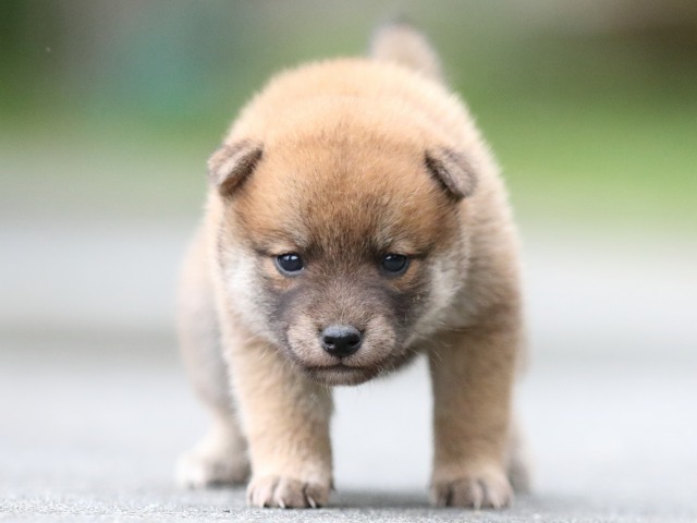 FP5A6792-puupy-shibainu