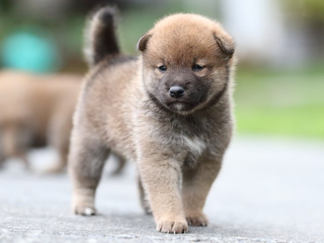 FP5A6872-puupy-shibainu