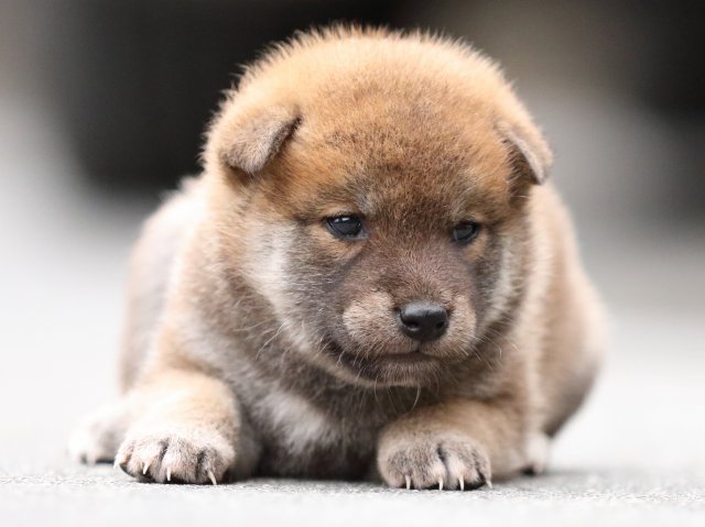 FP5A6883-puupy-shibainu