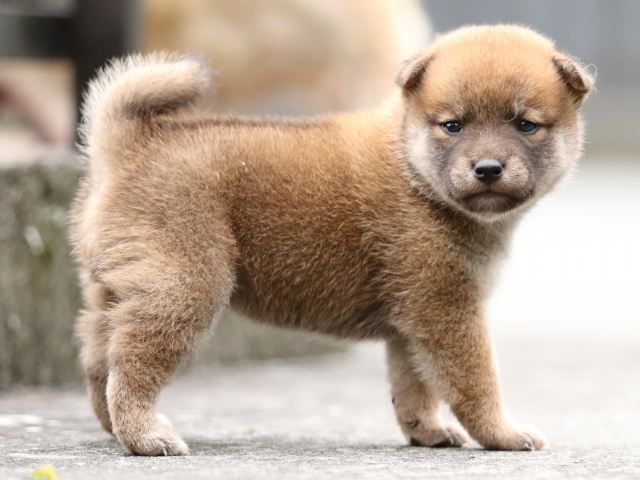 FP5A6920-puupy-shibainu