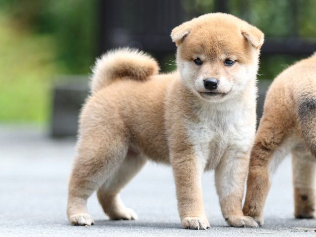 FP5A7178-puupy-shibainu