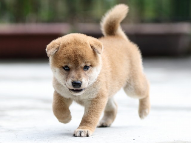 FP5A7200-puupy-shibainu