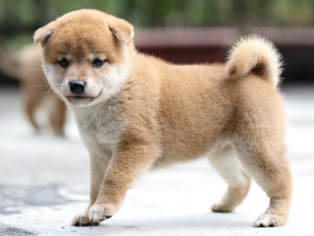 FP5A7207-puupy-shibainu