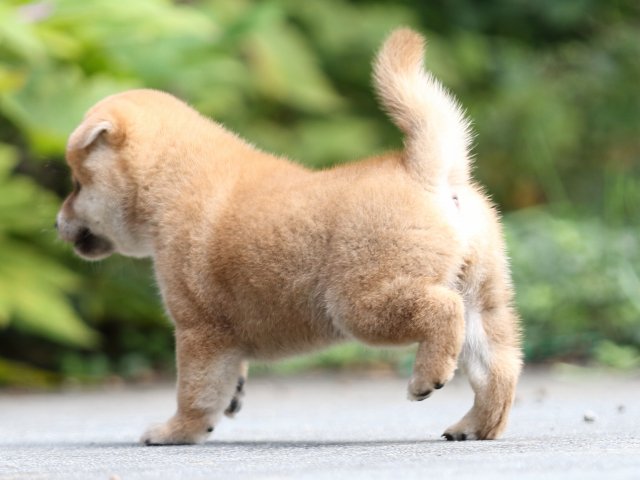 FP5A7216-puupy-shibainu