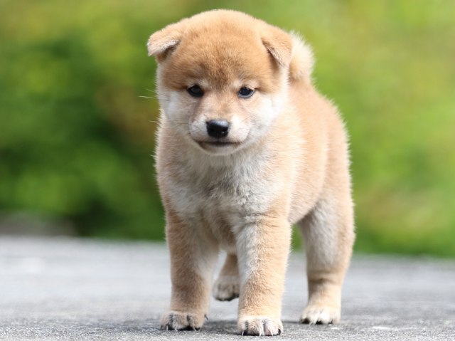 FP5A7255-puupy-shibainu