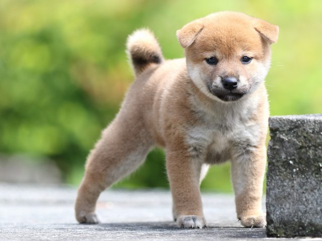 FP5A7295-puupy-shibainu