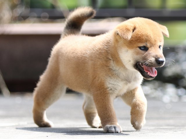 FP5A7316-puupy-shibainu