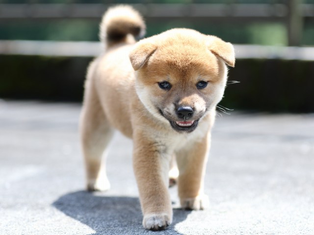 FP5A7386-puupy-shibainu