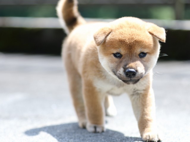 FP5A7387-puupy-shibainu