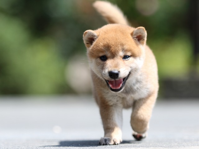 FP5A7428-puupy-shibainu