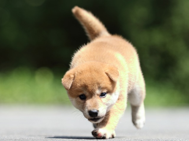 FP5A7486-puupy-shibainu