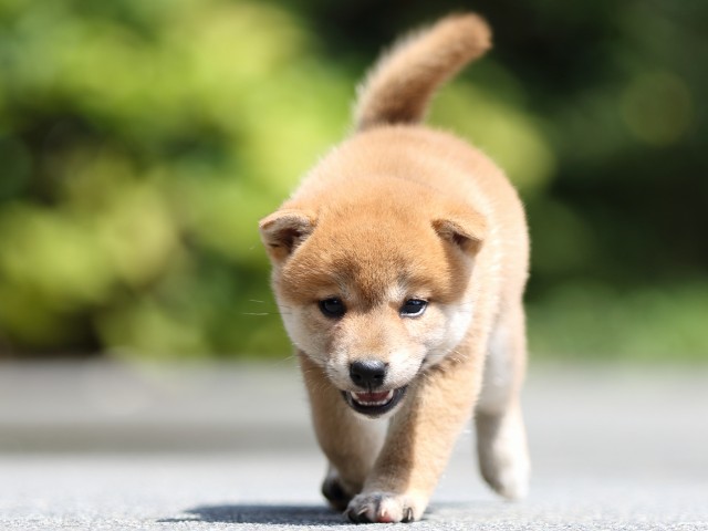 FP5A7494-puupy-shibainu