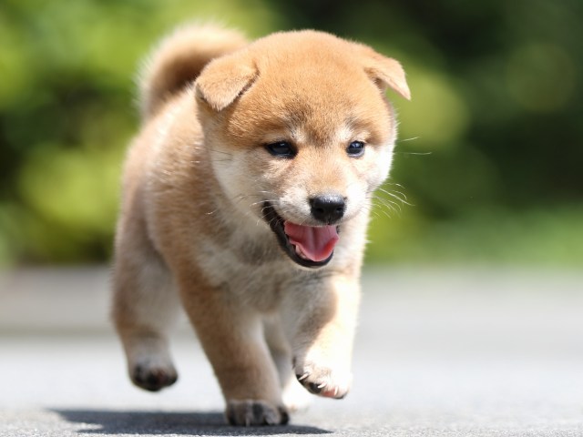 FP5A7496-puupy-shibainu