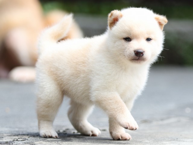 FP5A7578-puupy-shibainu