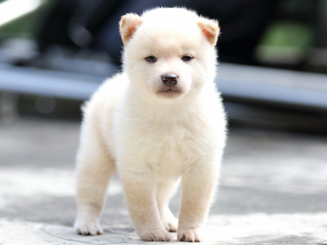 FP5A7585-puupy-shibainu