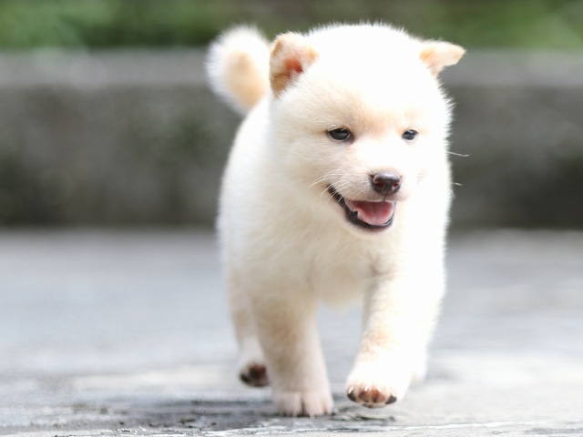 FP5A7636-puupy-shibainu