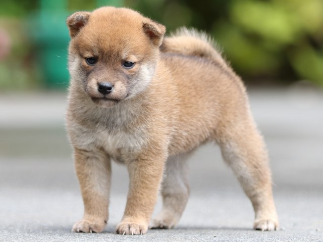 FP5A7743-puupy-shibainu