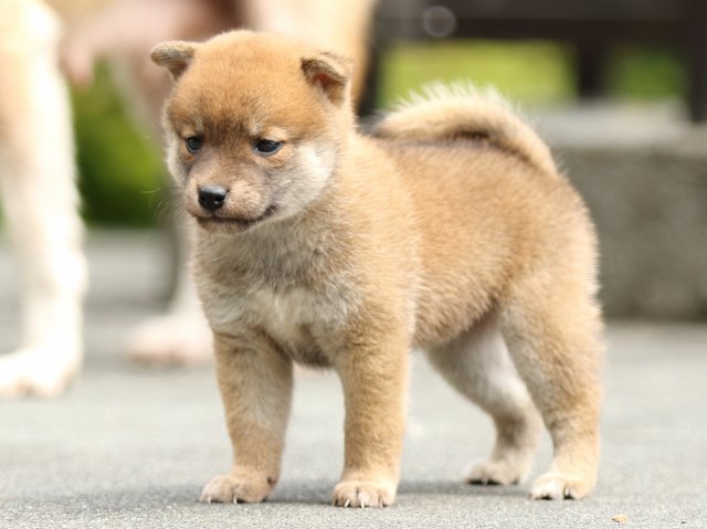 FP5A7782-puupy-shibainu