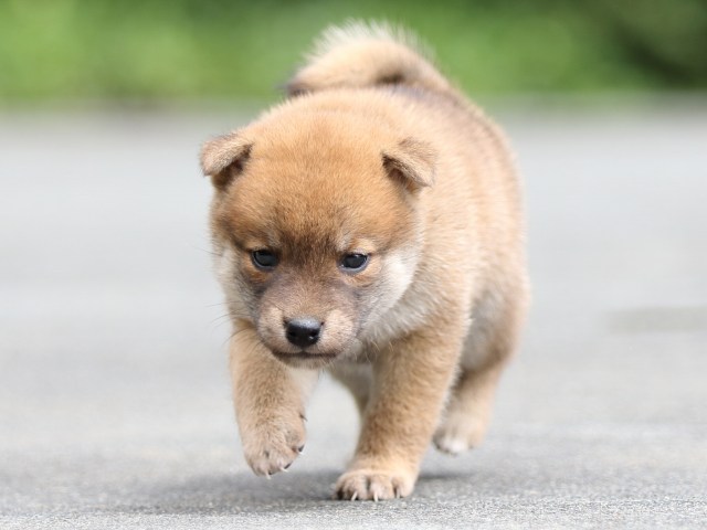 FP5A7791-puupy-shibainu