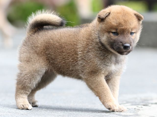 FP5A7831-puupy-shibainu