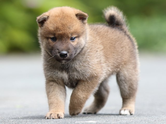 FP5A7846-puupy-shibainu