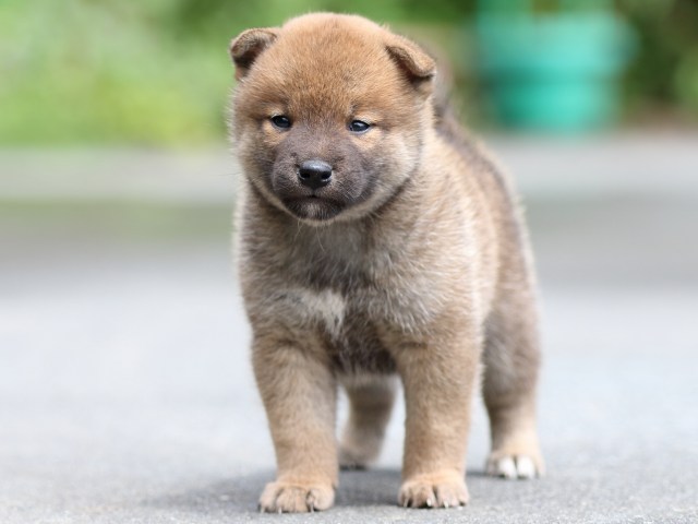 FP5A7922-puupy-shibainu