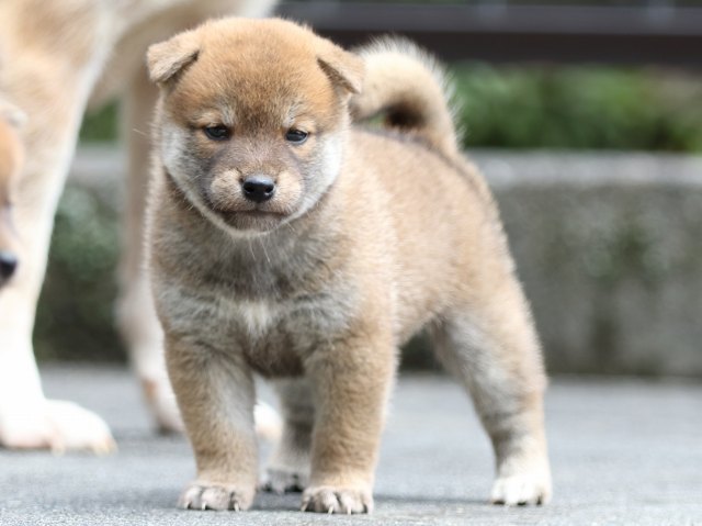 FP5A7953-puupy-shibainu