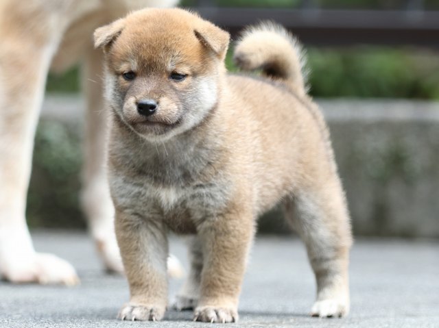 FP5A7957-puupy-shibainu