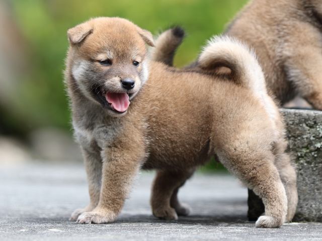 FP5A7973-puupy-shibainu