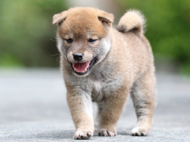 FP5A7987-puupy-shibainu