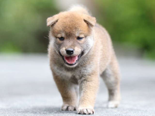 FP5A7989-puupy-shibainu