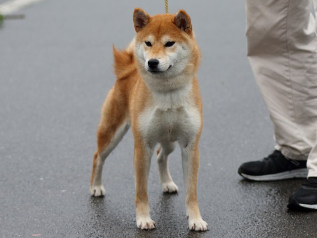 FP5A8051-puupy-shibainu