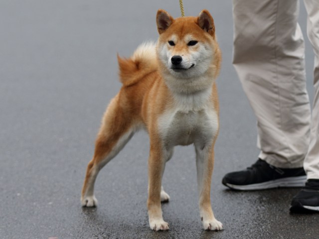 FP5A8063-puupy-shibainu