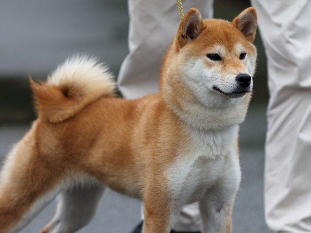 FP5A8097-puupy-shibainu