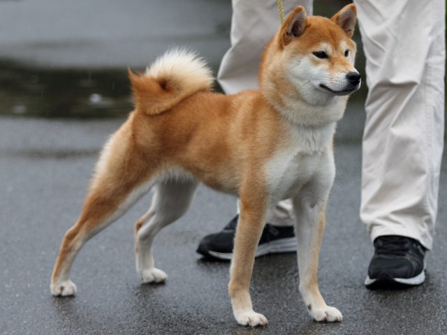 FP5A8102-puupy-shibainu