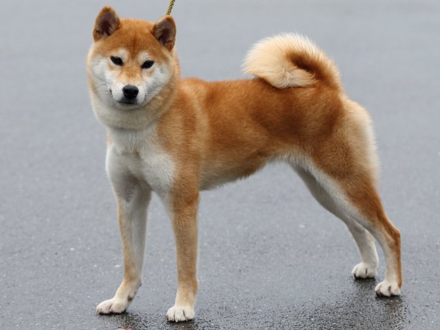 FP5A8110-puupy-shibainu